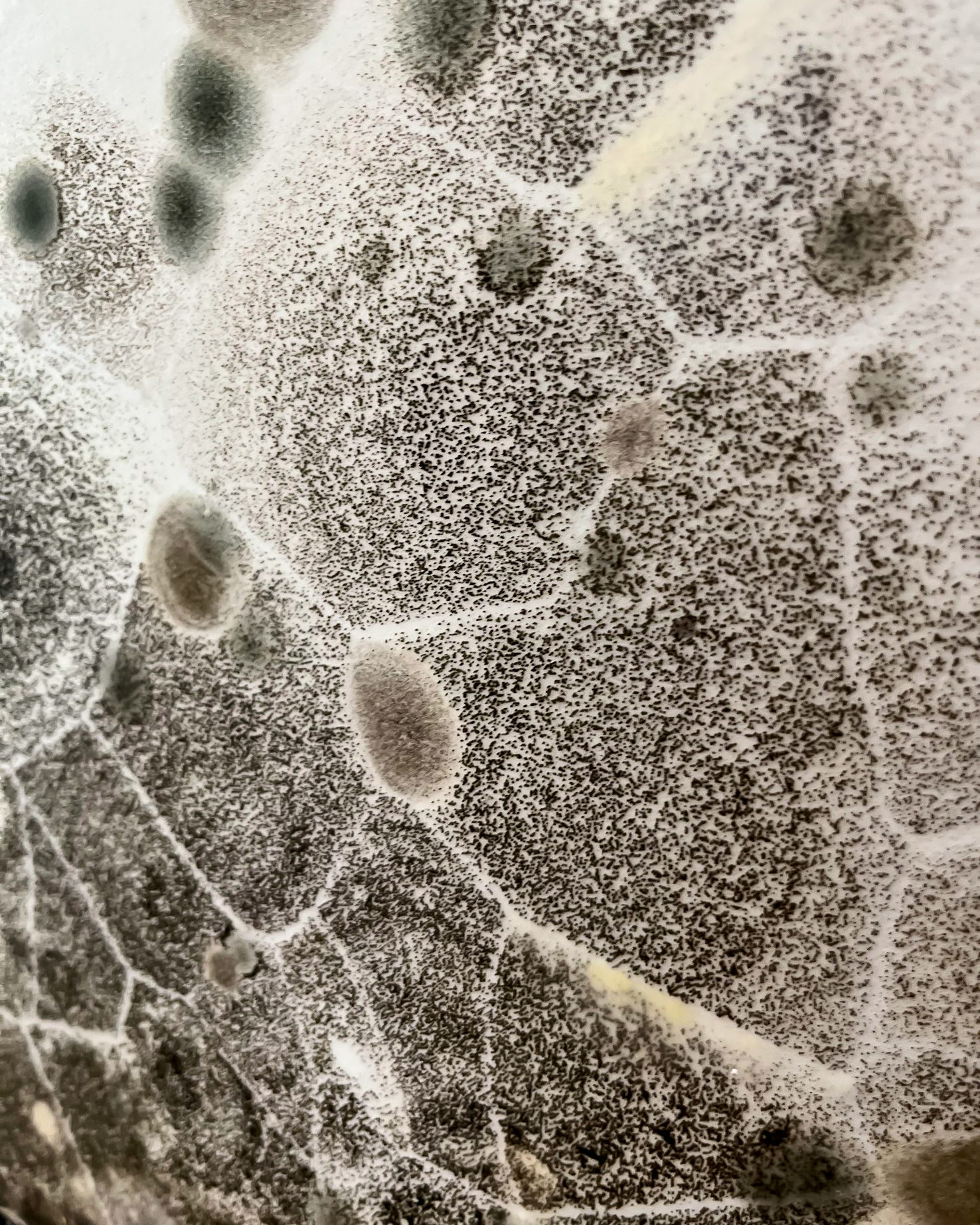 Close-up mold spore colonies — detailed macro view