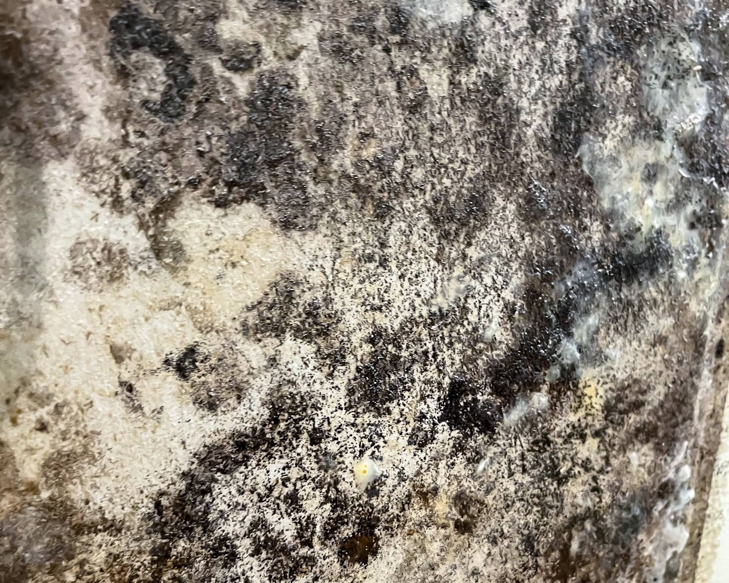 Black mold close-up on interior wall surface