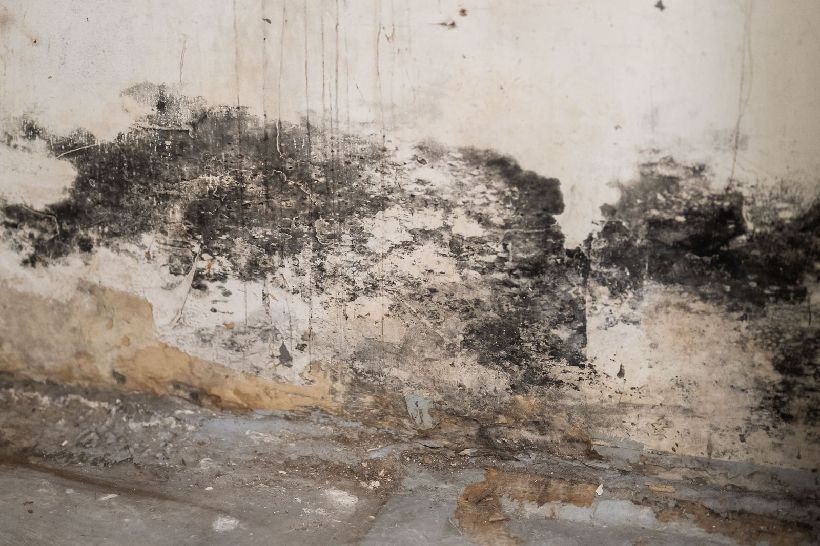 Heavy mold growth across an interior wall before remediation